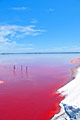 Australien - landskap  - fotografi - rosa sjö