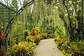 Ogród botaniczny w Singapurze - zdjęcia