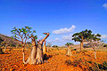 Socotra  - pictures