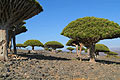 Socotra - photo gallery - Socotra - Dragon Tree 