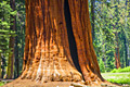 Sequoia National Park  - pictures