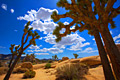 Holiday pictures - Joshua Tree National Park