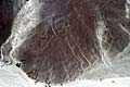 Rysunki z Nazca - astronauta